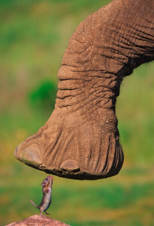 elephant-heaving-mouse
