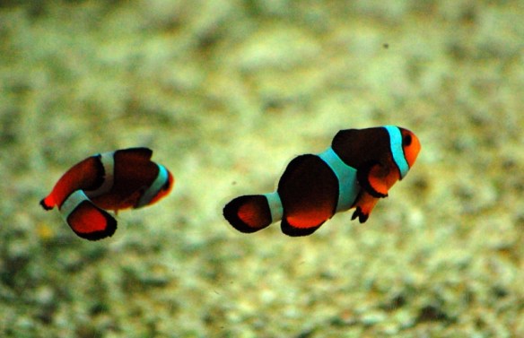 Clown-fish-swimming654