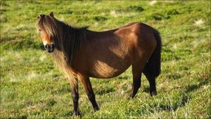 _50112388_carneddauponies4
