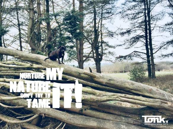 28660691_10160117600360247_131064300438455706_n (1).jpg