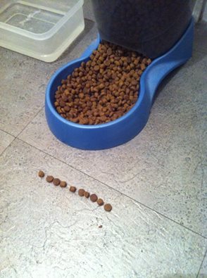 12924531_10156678545060247_4744301722929279212_n